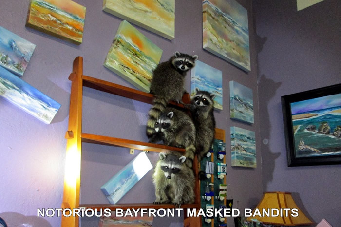 NOTORIOUS BAYFRONT MASKED BANDITS