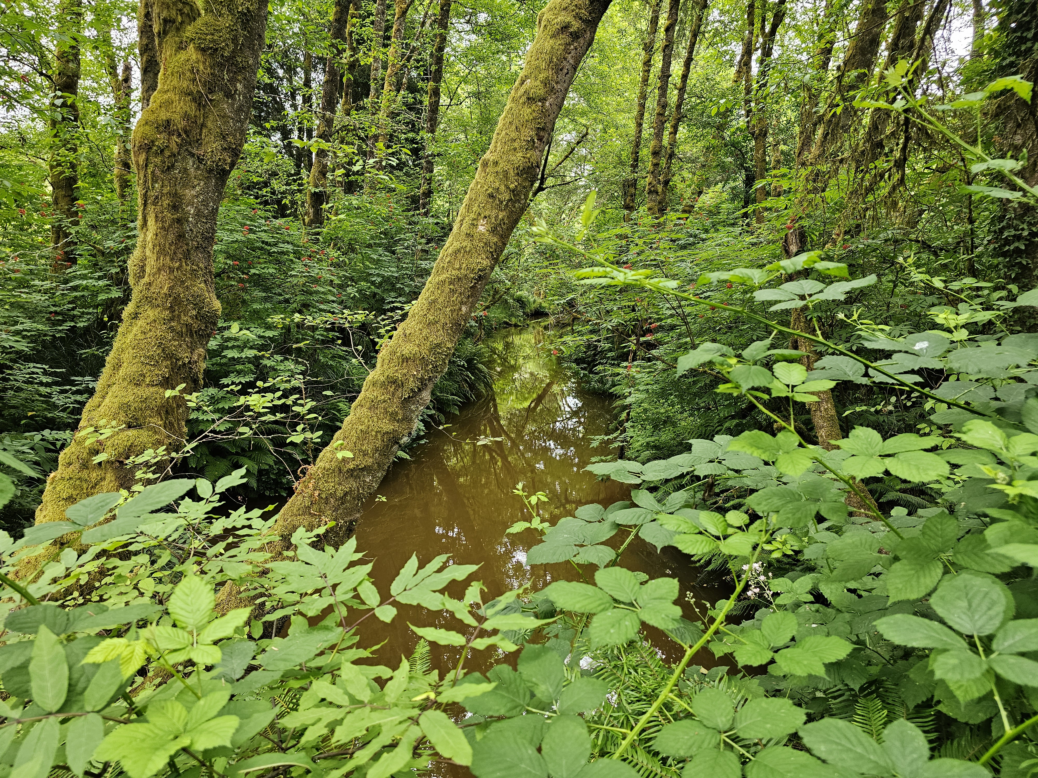 quiet forest area with creek