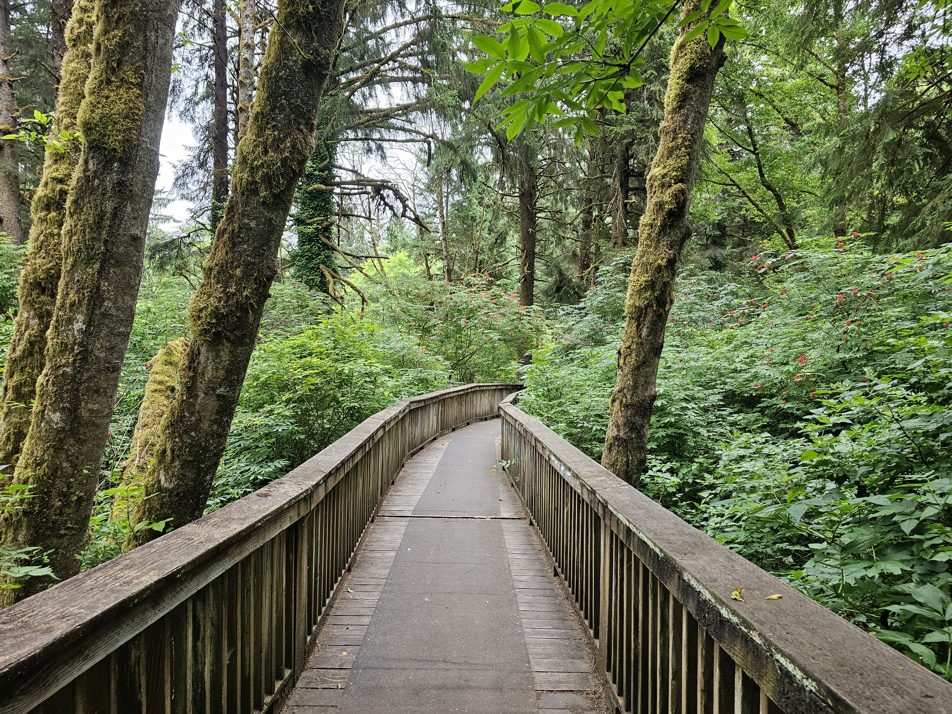 boardwalk over wetlands in the forest