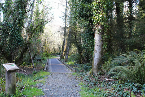 wooded trail along a creek with boardwalks