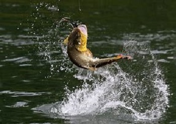 Fishing