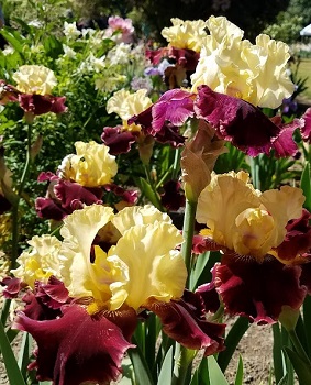 iris