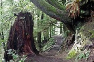 John_Mare_Woodland_Trail