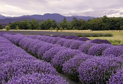 Lavendar flowers