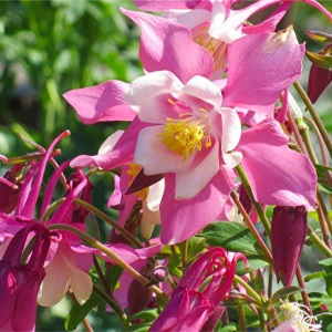 Oregon_Gardens